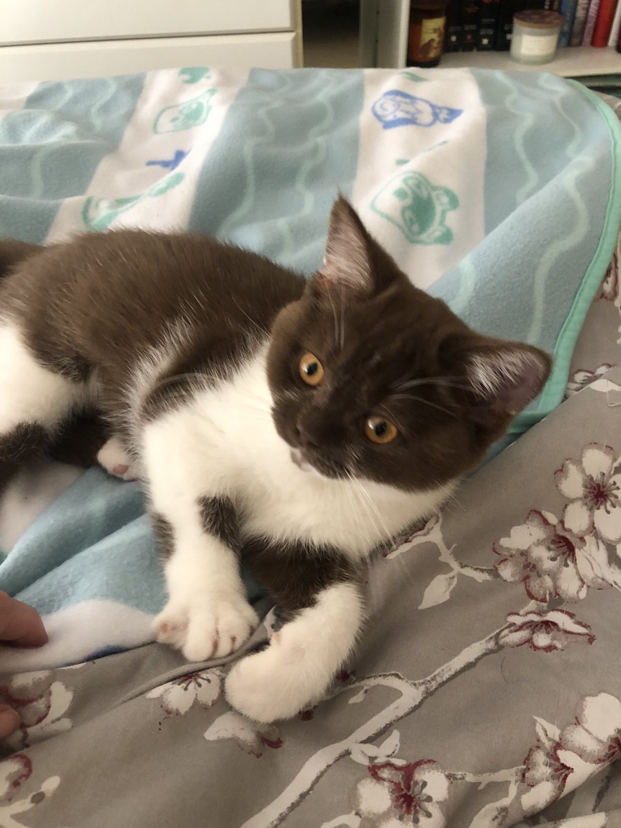 anakin_cat's tweet photo. Meet Padmé. She likes Adventure Time  and Animal Crossing https://t.co/QXu0Av7BBC