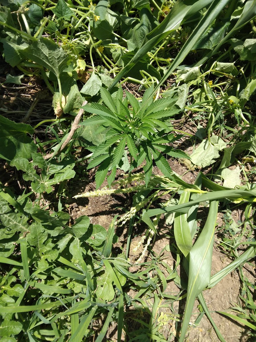 FieldButcher's tweet image. I dug this out of my cantalope tangle. Thought they all died when i left for two weeks