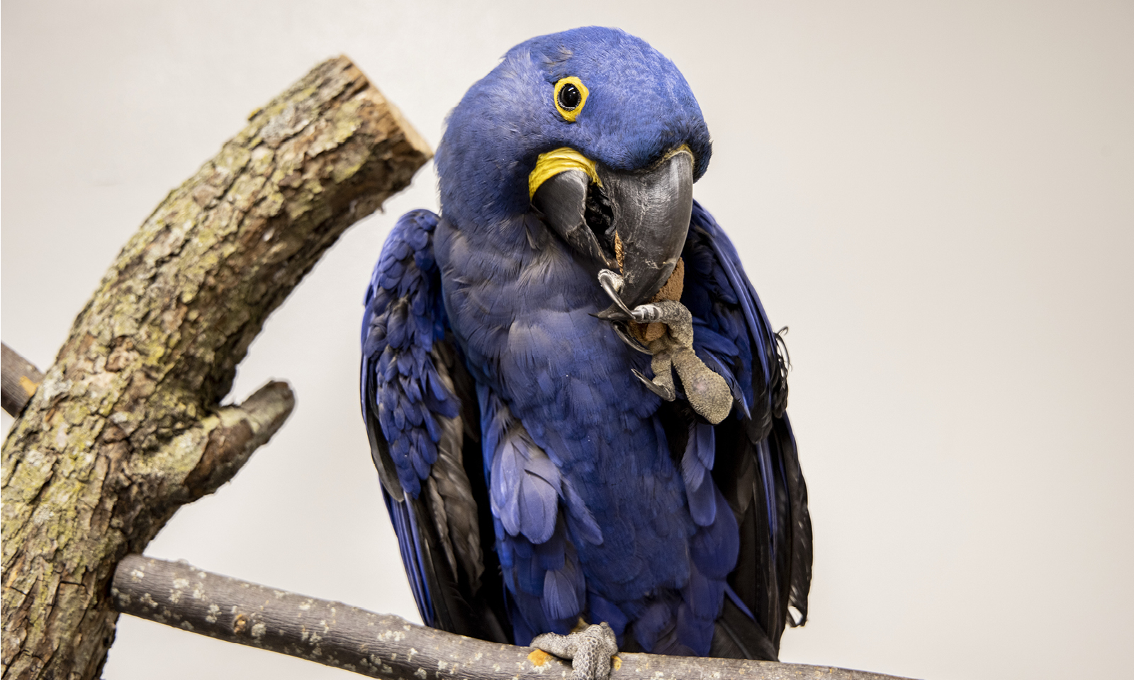 Shedd Aquarium on Twitter "As we wrap up Pride month celebrations, learn more about some of the