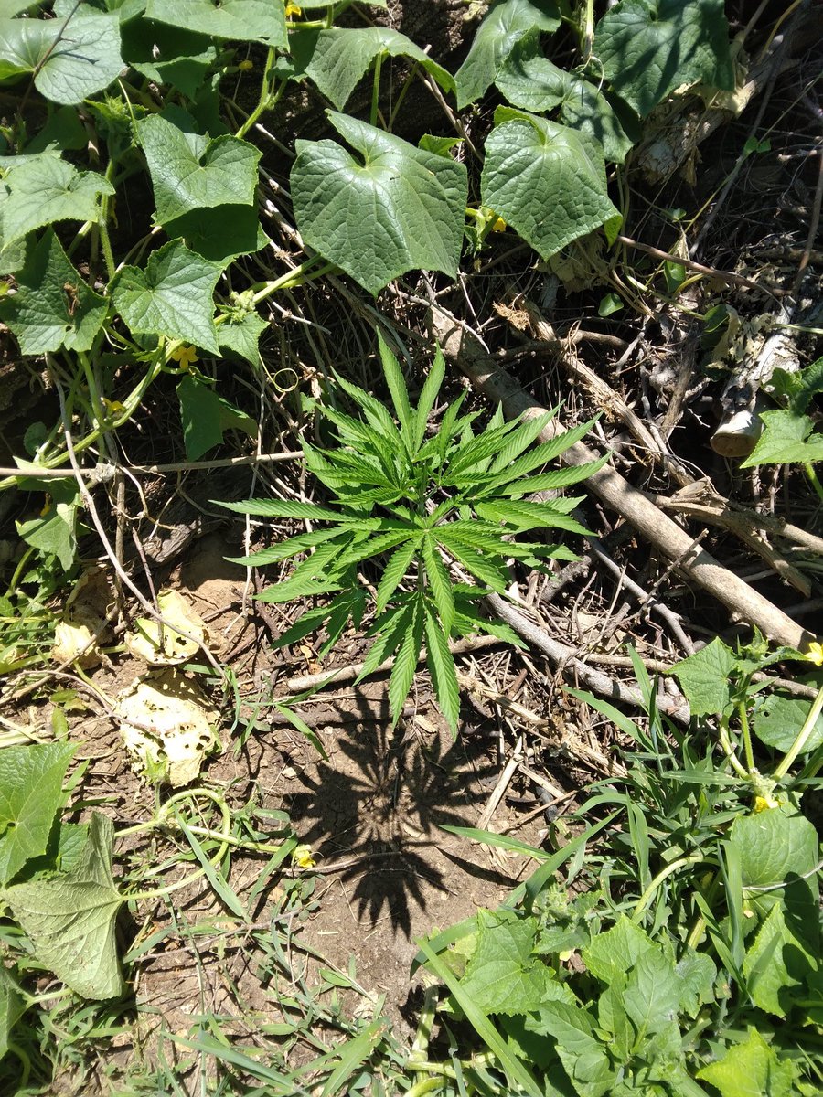 FieldButcher's tweet image. Found another one.