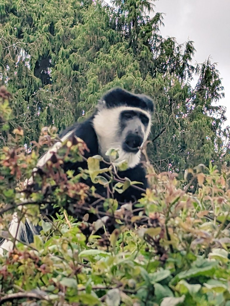 Our lunch was disrupted by a #guereza Abyssinian b&amp;w colobus landing on the roof, disrupting our lunch. 
<a href="/KyKebero/">EWCP Ethiopian Wolf Conservation</a> #Dinsho #BaleMountains