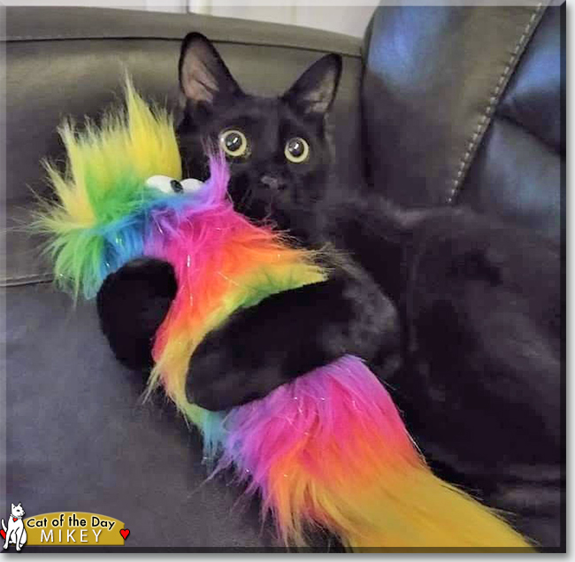 Cat of the Day .com tweet media
