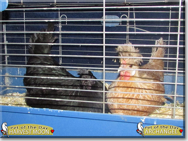 Celebrate #FridayFlyday with 
#awesome Lady Harvest Moon and Archangel - #petchicken #loves - read their story and see more #photos at petoftheday.com/archive/2023/J… #petoftheday #pets #petsofinstagram #pet #PetsOfTwitter #chicks #Cemani #Appenzeller #Spitzhauben  #hens #birds