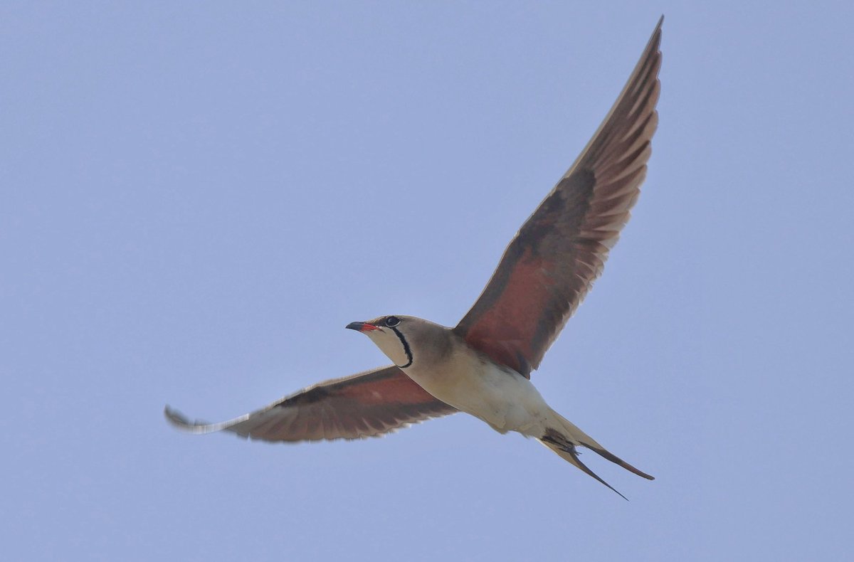 #Hangitür
Bataklıkkırlangıcı
Collared Pratincole
Glareola pratincola