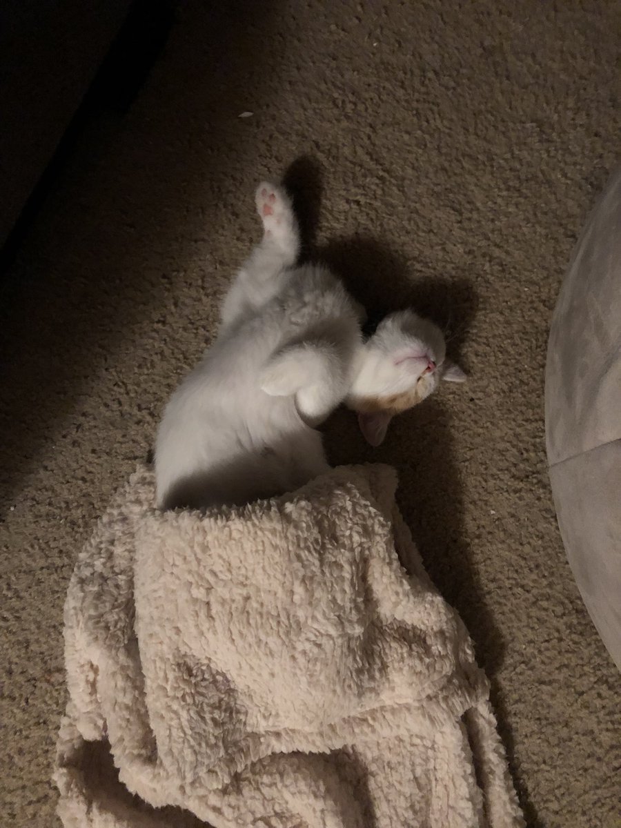 anakin_cat's tweet photo. This is Cody. He may not be completely orange on the outside but he is 100% orange on the inside https://t.co/evO0lDcJeK