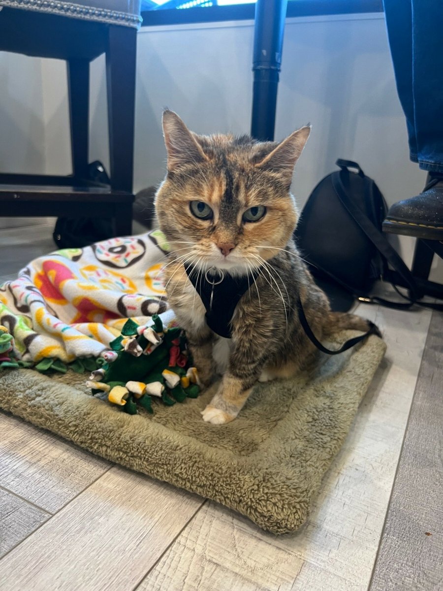 Humane Society of Loudoun County (@humaneloudoun) on Twitter photo HAPPENING SOON⏰ The purr-fect way to end the workweek! Yappy Hour <a href="/octoberonevine/">October One Vineyard</a> wine shop! Cats, dogs and humans are welcome! This event will be from 4pm-7pm at the October One Vineyard Tasting Shop in Downtown Leesburg. This event is free to the public! HAPPENING SOON⏰ The purr-fect way to end the workweek! Yappy Hour <a href="/octoberonevine/">October One Vineyard</a> wine shop! Cats, dogs and humans are welcome! This event will be from 4pm-7pm at the October One Vineyard Tasting Shop in Downtown Leesburg. This event is free to the public!