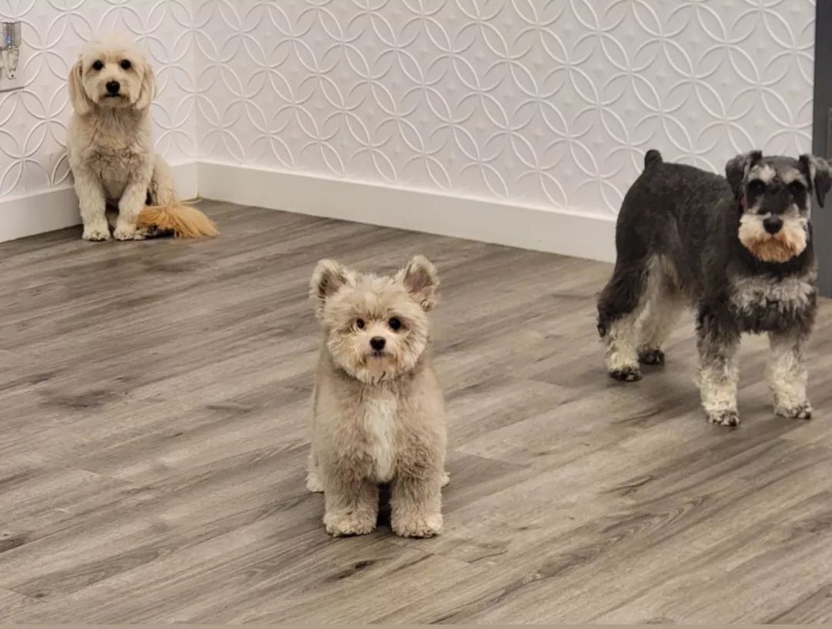 ItsAFost's tweet image. Dropped my dog off at grooming today. She met some friends and I think they’ve got their first album cover locked in (she’s in the middle) 🐕