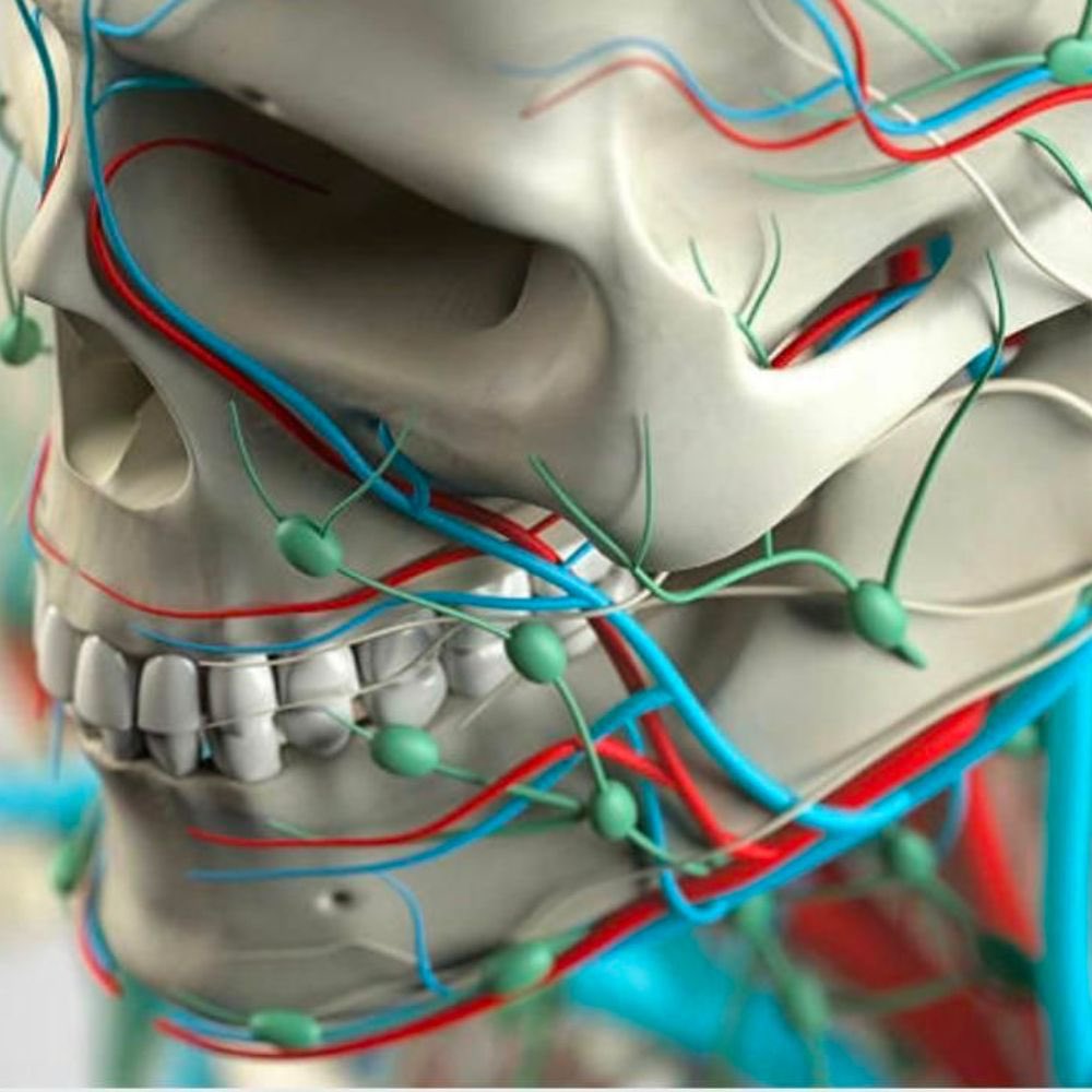 RincnCuriosoo's tweet photo. 🔴 Para tus lecturas de fin de semana, una colección GRATIS de libros en PDF de anatomía humana, para conocer la estructura y complejidad del cuerpo humano 🧠🫀🫁

La anatomía humana es una de las áreas más importantes de las ciencias biológicas.

✅ https://t.co/6WPhkzGOJH https://t.co/1JJs5UdtvM