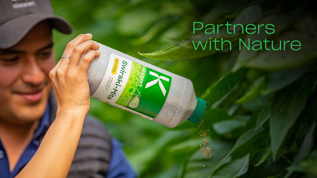 koppertus's tweet photo. When using chemical products, you immediately see fewer pests and damage, but #IPM requires some patience. The same applies to the use of Swirski-Mite, which contains the #predatorymite Amblyseius swirskii. How to know you're on the right path? ๐https://t.co/EffmRXh2oV
#growers https://t.co/ChHxndccLE