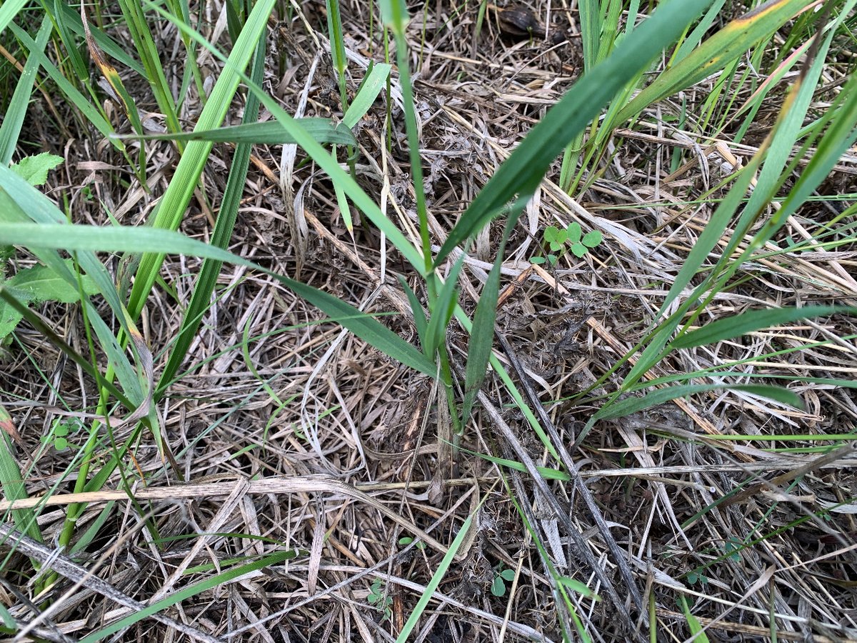 Paddock shift in the yearling steer pasture. Newer stand of forage that was pretty thin when established. Working hard to lay down some litter and recruit some more seedlings from the seedbank! #boydsbeef #plannedgrazing