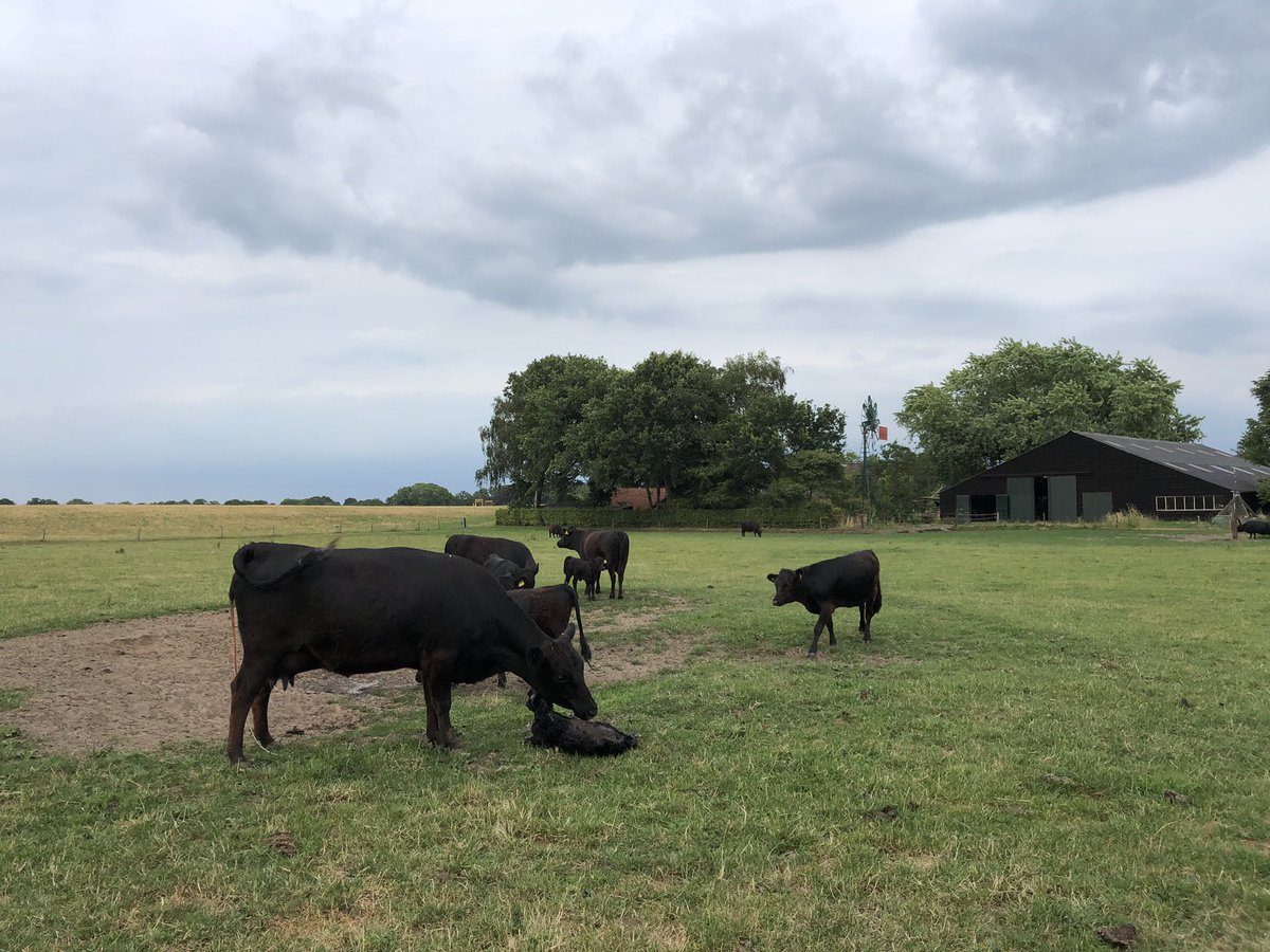 Boerhoes's tweet photo. Nummer 3. Of het een jongen of meisje is houdt moeders liever nog even voor haarzelf….niemand komt bij het kalf. Behalve zijzelf 😬😅 #helemaalgoed #geduldiseenschonezaak https://t.co/ldpRQFefeP