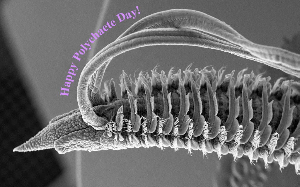 Happy #PolychaeteDay (a day in advance since I'll be traveling tomorrow) - excited to see all the talks and present on beach dwelling spionid worms at the #IPC14