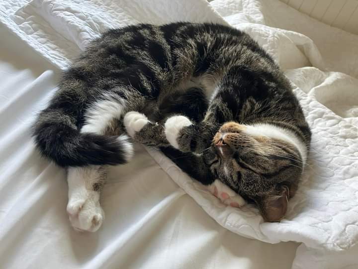 JohnDaffern2's tweet photo. Lost cat, near #junction8 of the #M6 Please keep an eye out. Kelpie, #chipped. tabby and white #cat. She escaped out of our broken down car and ran into the verge #northbound on the M6 #J9. She may have headed towards the canal & the yew tree or red house area. https://t.co/xxqtrktcGE