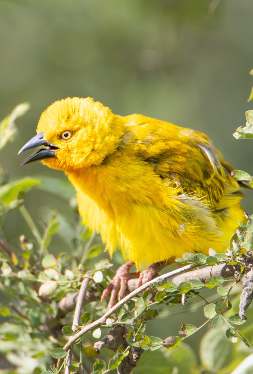 #birdsphotography #birdwatching
#TwitterNatureCommunity #wildlifephotography #BirdsSeenIn2023
#BirdTwitter
twitter.com/samirungu
Juvenile Holub's golden weaver