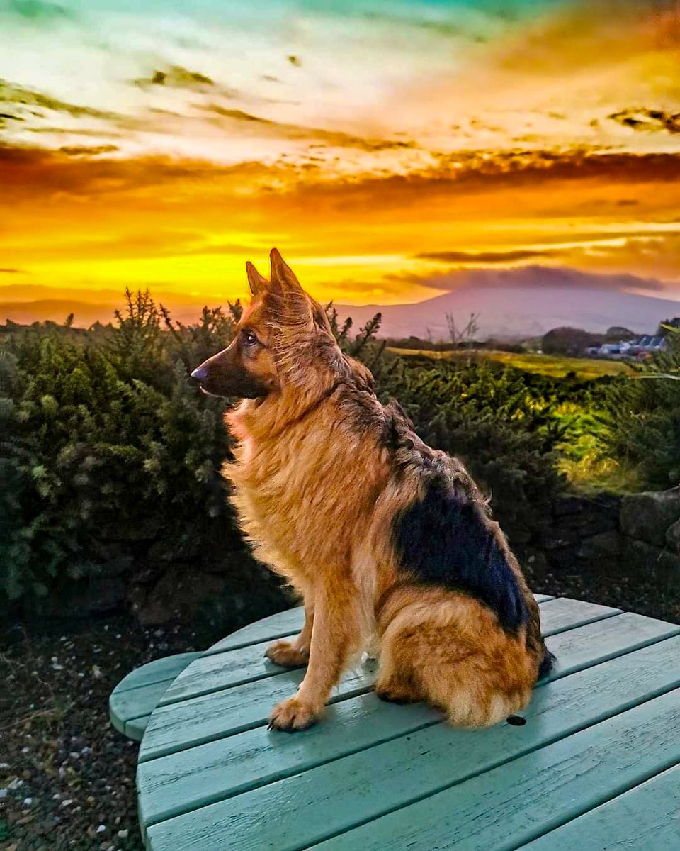 That sky 😍 #GermanShepherd #ballycastle #northcoast #northenireland #vistcauseway #beautiful #photograghy