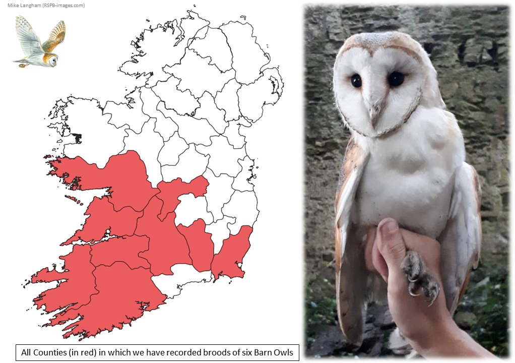 We're all about records when it comes to Barn Owls &amp; this is a good one! It's a bumper breeding season &amp; for the 1st time we've recorded broods of six #barnowls in nests in Co's Wexford, Kilkenny, Clare, Limerick &amp; Offaly, which now join Co's Kerry, Cork, Tipperary &amp; Galway #LBAF