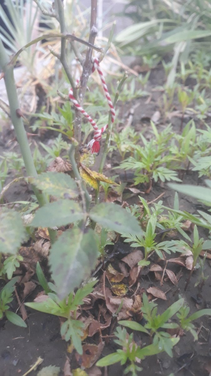 Bugün leylek gördüm hemde çok ozel bir anda hemen uzerimde tasidigim bilekligi cicek veren bir bitkiye bağladım. Mart ayi geçti ama kalpten niyet ettimm kabuo olsunnn