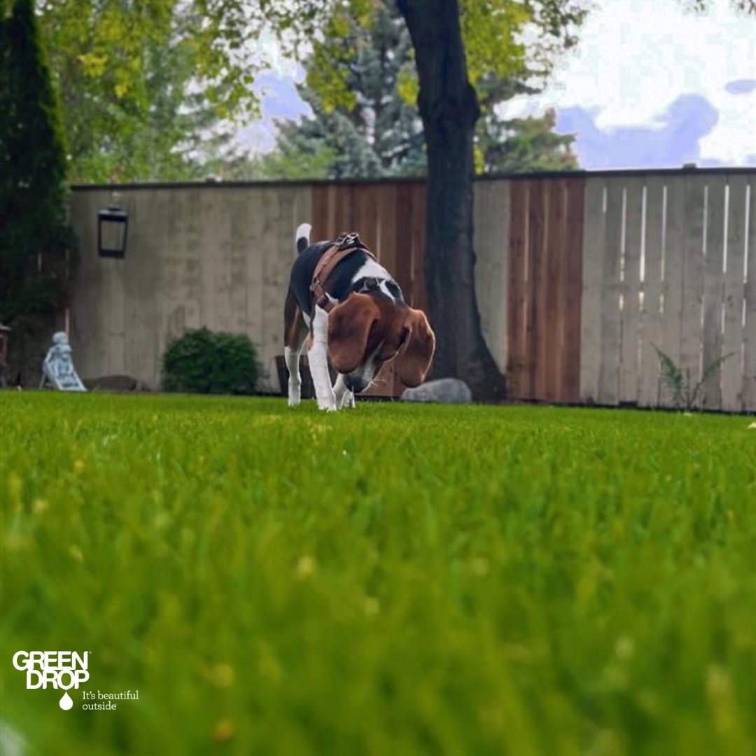 Green Drop tweet media