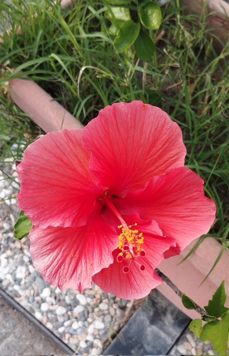 samoasimy99's tweet photo. "Se potessimo vedere chiaramente
il miracolo di un singolo fiore,
cambierebbe tutta la nostra vita."
#WaitingForMiracles 🌺🍀💕 https://t.co/3tEJCSSyLa
