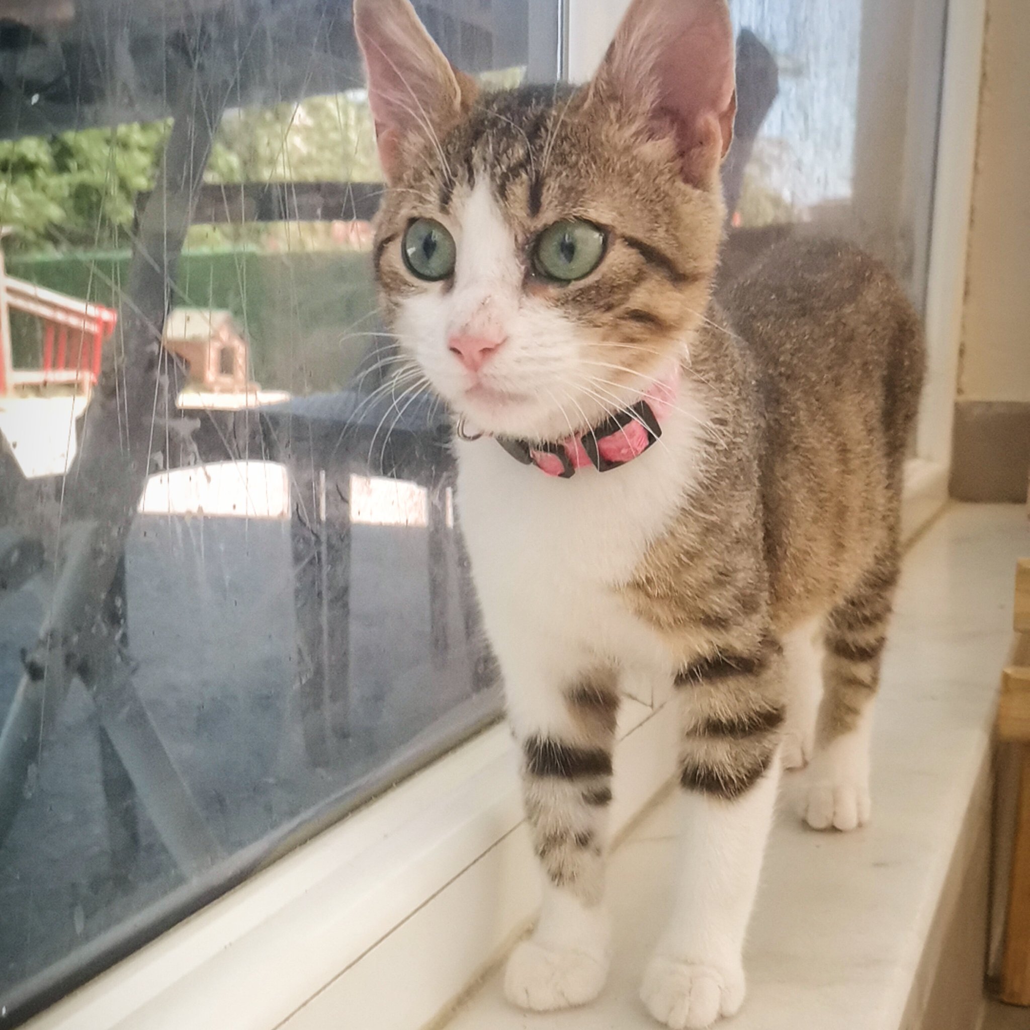 canlı dilerlərlə oynayın