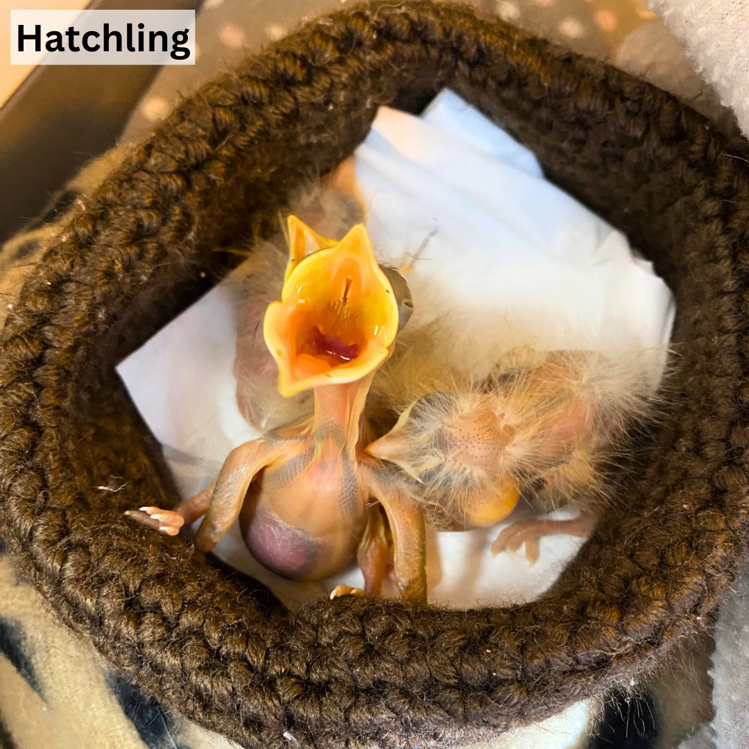 Salthaven Wildlife tweet media