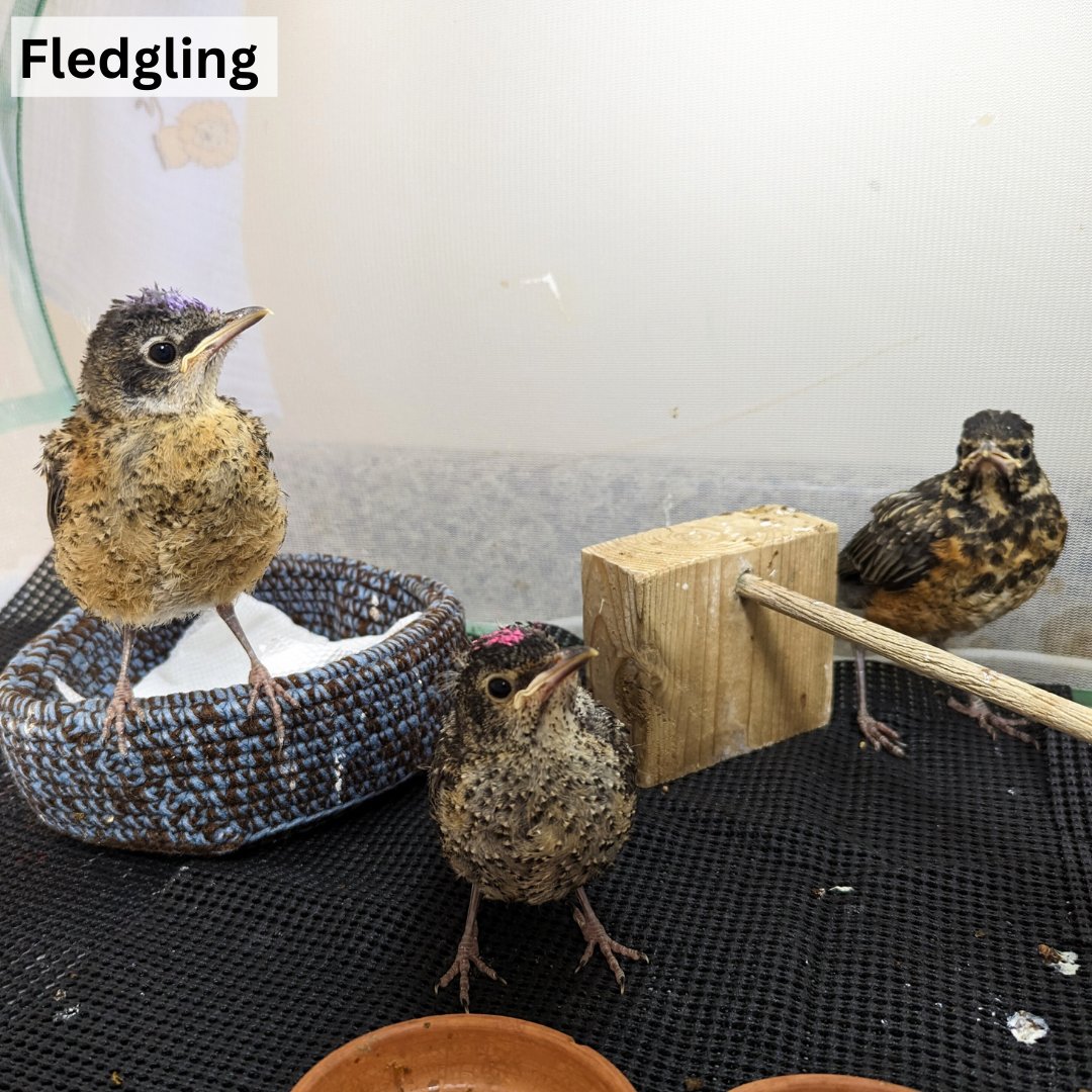 Salthaven Wildlife tweet media