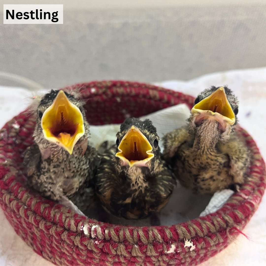 Salthaven Wildlife tweet media