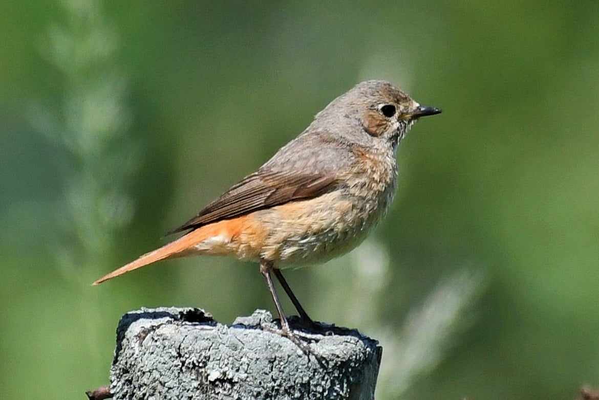wilkochief's tweet photo. Mr &amp; Mrs Redstart in Wensleydale last week.@nybirdnews @teesbirds1 @Natures_Voice @YorksWildlife https://t.co/zexXF89GV9