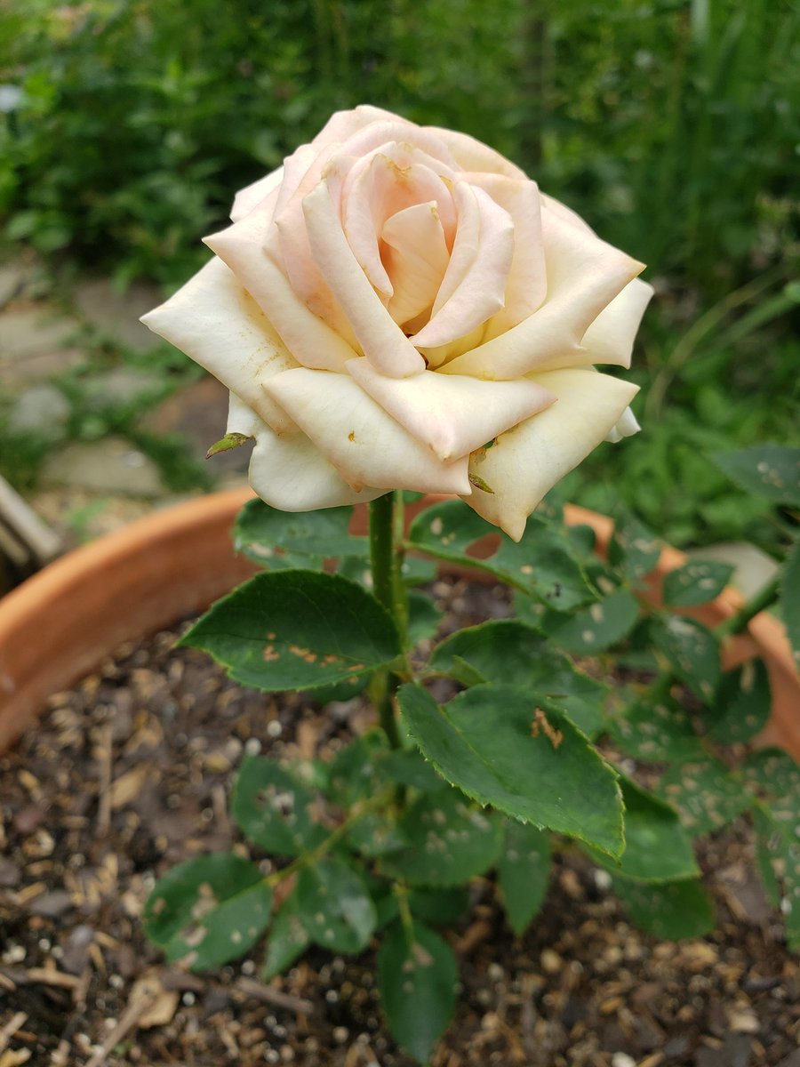 'RBG' is a 2018 miniflora from Steve Singer of Wisconsin Roses. It's a pastel yellow with pink shading & was named in honor of Ruth Bader Ginsberg (it's also blackspot resistant). This is a 1st year maiden grown in a terracotta pot. #FlowerFriday #Roses #NationalFloralEmblem