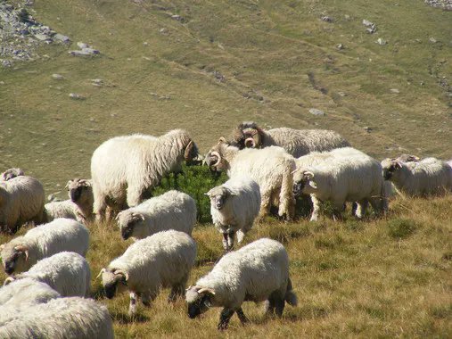 La hidatidosis está más presente entre la población de lo que se pensaba
agroalimentando.com/nota/10299