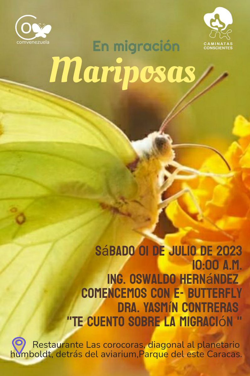 Si haz visto las #Mariposas amarillas en estos días y quieres saber de qué se trata, te invitamos mañana para @LasCorocoras  y enseñaremos a utilizar la plataforma @eButterfly_org dónde podrás registrar esos avistamientos y colaborar con el conocimiento de la migración @MIZAUCV
