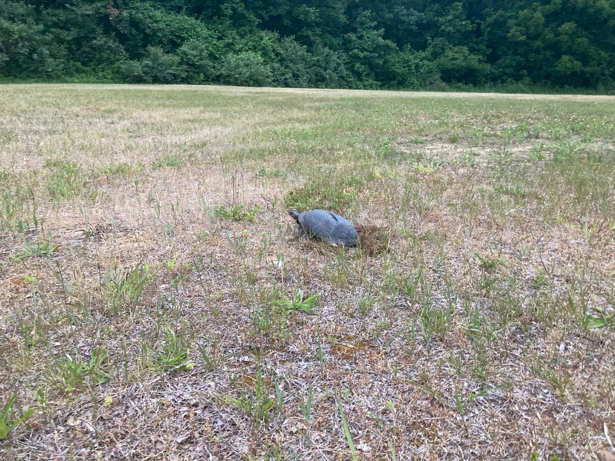 MIVernalPools's tweet photo. Turtle nesting season is in full force! Many turtles are on the move to nesting sites or have already laid their eggs. This includes vernal pool facultative species, the Blanding’s Turtle. Thanks to Andrew Myers for this photo of a nesting Blanding’s Turtle! #NestingSeason https://t.co/jHSkTOAmlp