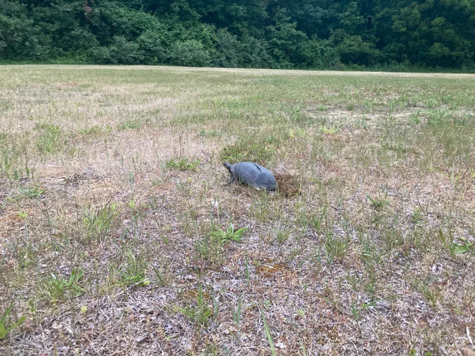 Image from MIVernalPools (@MIVernalPools)