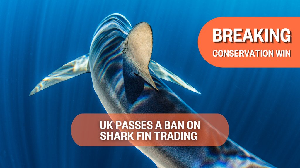 The UK expands upon its existing shark finning ban by banning the trade of detached shark fins and related products. Learn more: gov.uk/government/new….

Photo by @paulnicklen

@stopfinningeu #shark #sharkfin #sharkfintrade #savesharks