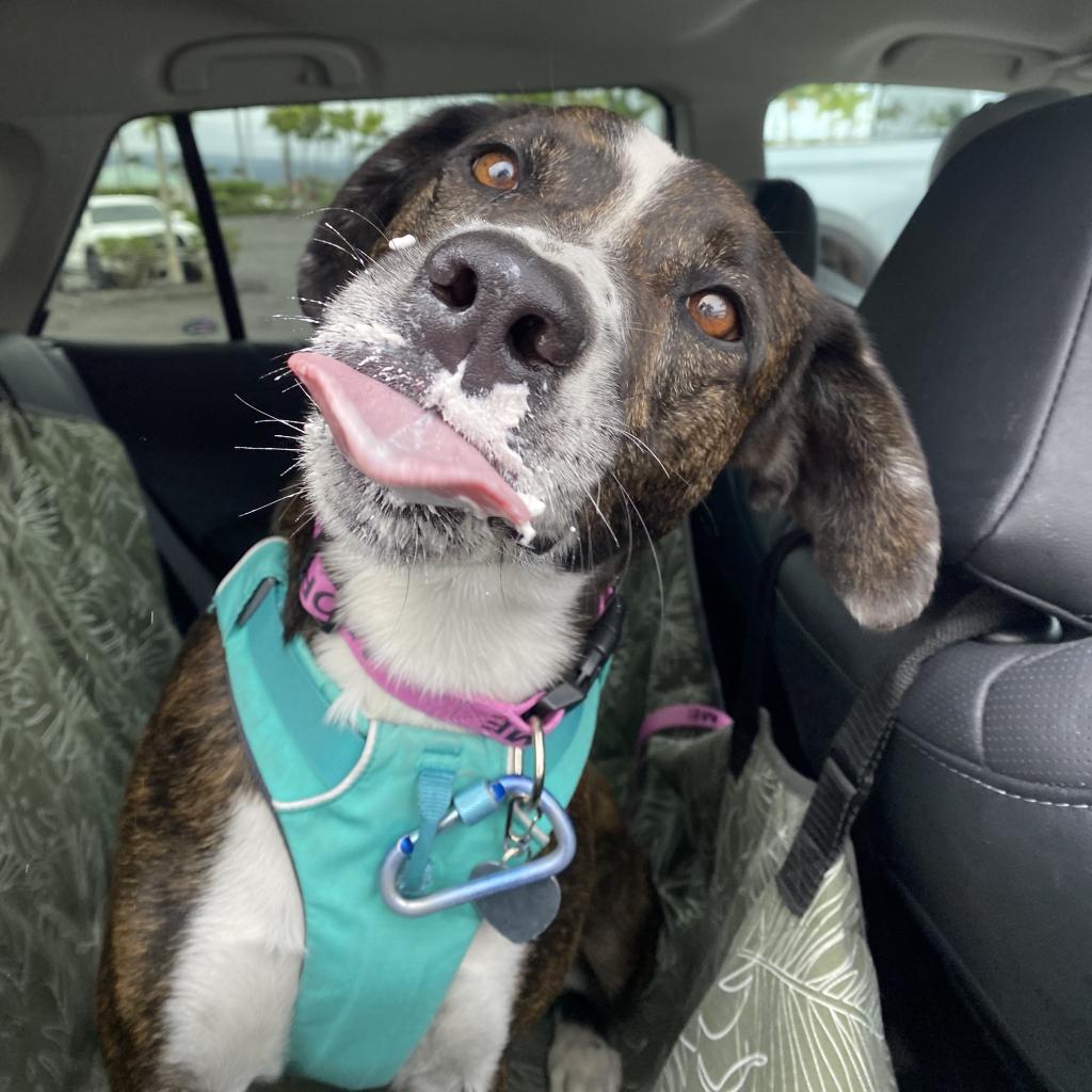 HI-EMA and Hawaii Island Humane Society spokesdog Nellie is ready for her #AlohaFriday close-up! Nellie’s #PetPreparednessMonth and hurricane preparedness plan includes a new forever family and hugs and kisses for everyone. #slurp  hihs.org