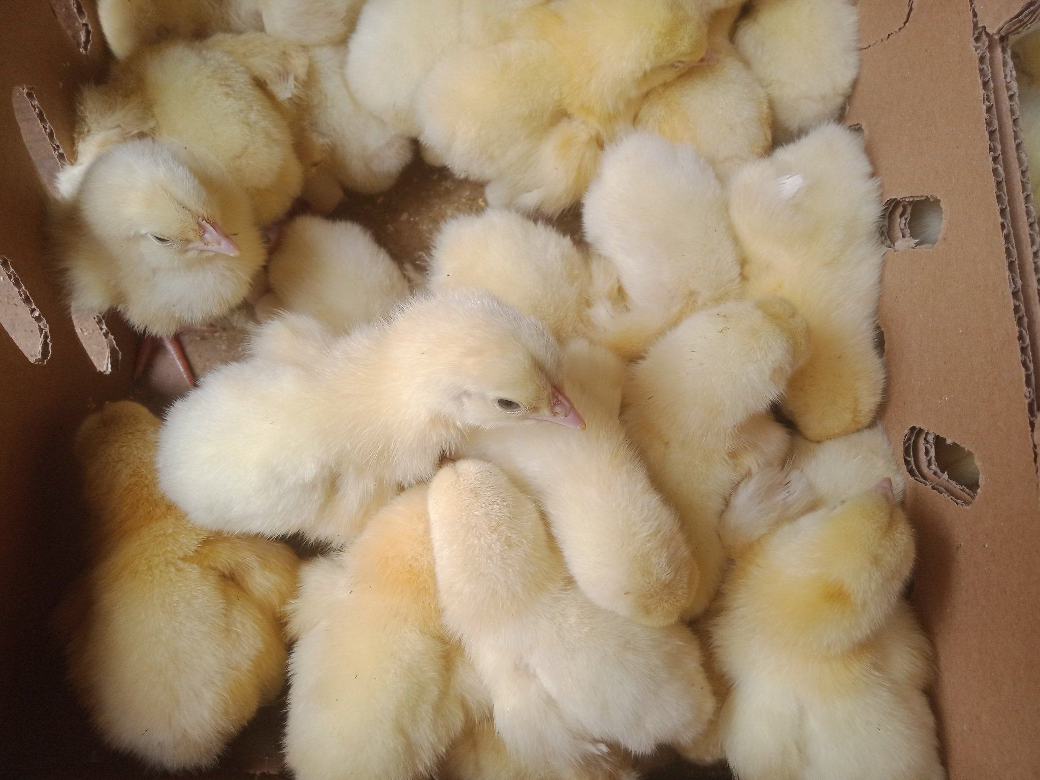 Poultry Ability Farms🐤🐔 on Twitter "Day Old Chicks🐤 UPDATED PRICE FOR