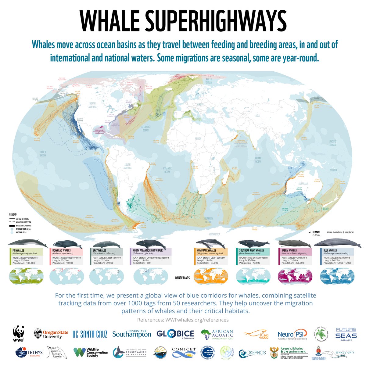 🐋🌊 Dive into the fascinating world of whales' superhighways! 

🌟 This incredible infographic reveals the migratory paths of these majestic creatures, highlighting the importance of protecting these vital ocean corridors. 

Discover more ⬇️

<a href="/WWF/">WWF</a> <a href="/WWF_Whales/">WWF Whales & Dolphins</a>