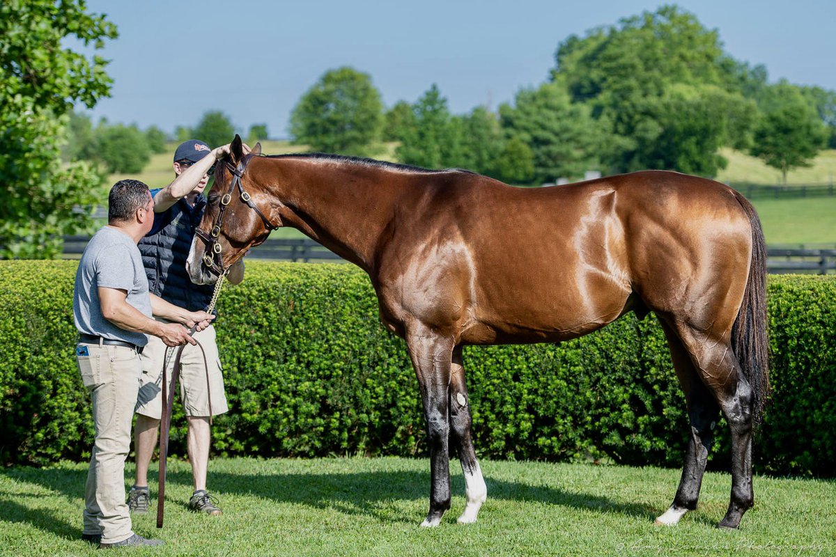 amylanigan1's tweet photo. Thanks to the great team @AirdrieStud for all their help and turning HIGHLY MOTIVATED out so beautifully! Appreciate you all!! #HighlyMotivated #stallions #airdriestud https://t.co/Fl9JD06Qq5