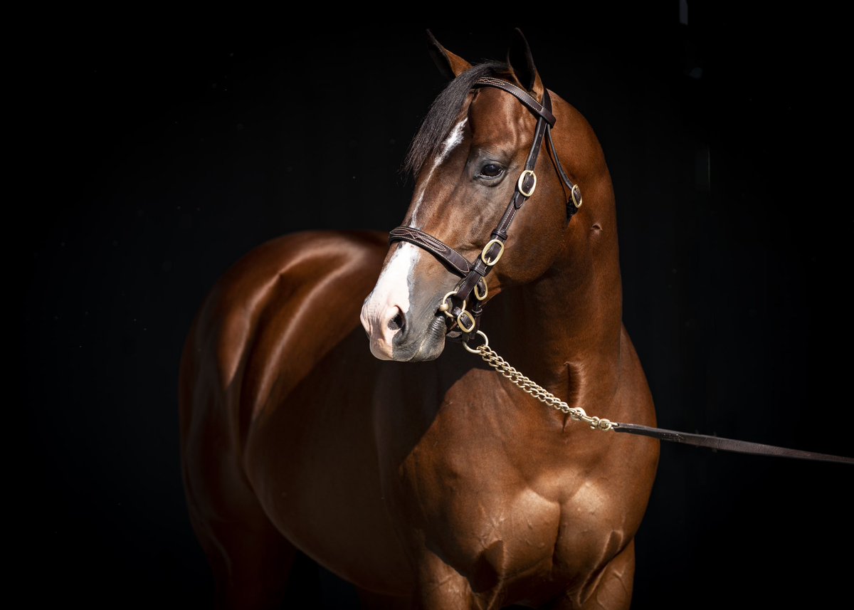 amylanigan1's tweet photo. Thanks to the great team @AirdrieStud for all their help and turning HIGHLY MOTIVATED out so beautifully! Appreciate you all!! #HighlyMotivated #stallions #airdriestud https://t.co/Fl9JD06Qq5