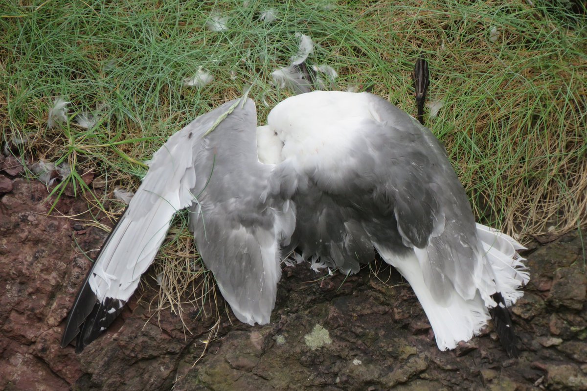 A bit grim today, with avian flu rearing its head again at St Abbs Head NNR. 44 dead birds in the last 2 days, 20 Kittiwake (all adults), 19 Guillemot (18 chicks) and 5 Herring Gull (all 2CY birds) 

Once again willing the seabirds off the cliffs before it gets worse.
