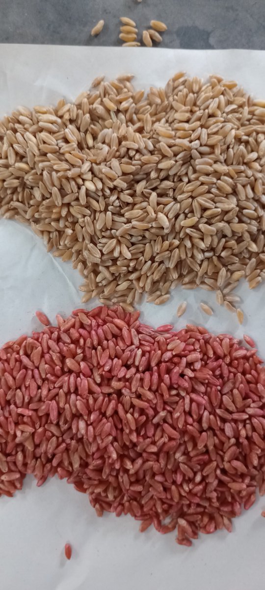 Tratamiento profesional de semilla de trigo candeal🌾