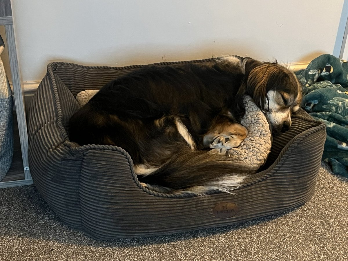 How many  <a href="/hardymillsch/">Hardy Mill Sch</a> pupils are just as tired as Libby? She’s had another busy day supporting staff and pupils! Thank you all for taking such good care of her 🥰 #therapydog