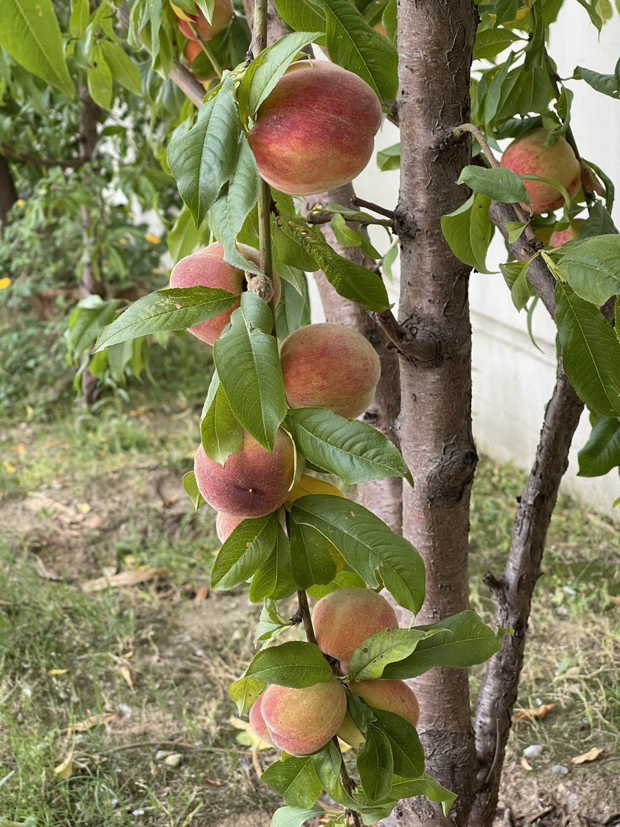 Sweet juicy peaches from our peach trees. #garden #GardenersWorld #GardeningTwitter #gardening #fruits #organic #peach #nature #naturelover #Homegrown #photograghy #NaturePhotograhpy #fruit #summer #spring #juicy