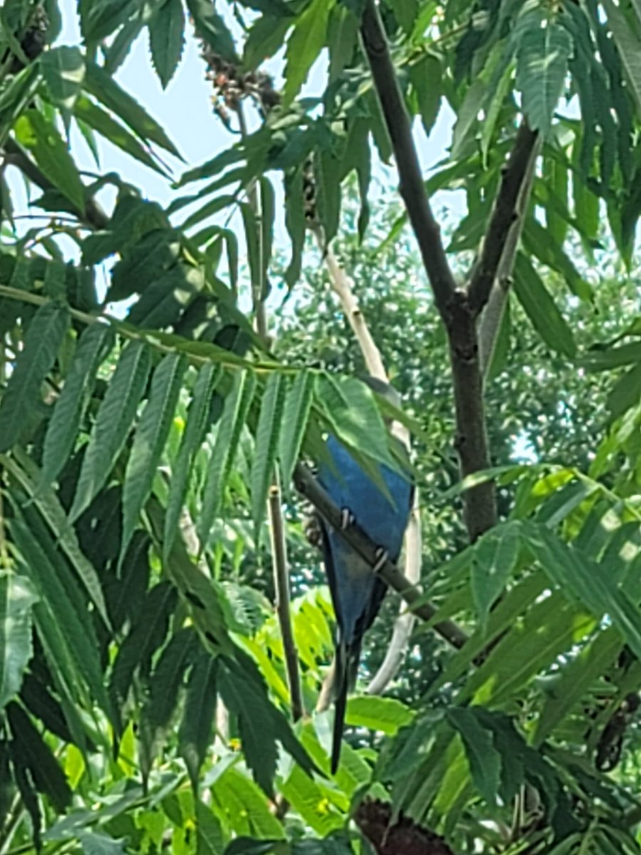 SPOTTED - not secured. A blue budgie or parrot type domestic bird was seen in a tree by Tim Hortons on Imperial Rd #Guelph June 30. If secured proof of ownership will be required. If you spot him/her please contact #Guelph Humane Society at 519-824-3091.
