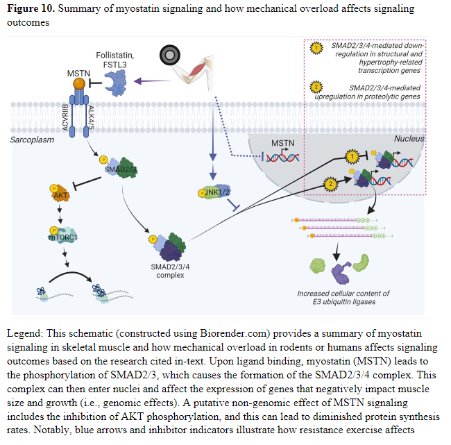 Dr. Myohead (@drmyohead) on Twitter photo Mechanisms of mechanical overload-induced skeletal muscle hypertrophy: current understanding & future directions
Stoked for this <a href="/DrMikeRoberts/">Mike Roberts</a> <a href="/HornbergerLab/">The Hornberger Lab</a> <a href="/mackinprof/">Stuart Phillips (he/him)</a> <a href="/AbigailMackey1/">Abigail Mackey</a> <a href="/MarniBoppart/">Marni Boppart</a> <a href="/PaulTheReidy/">Paul Reidy</a> <a href="/riki_tor/">Riki Ogasawara</a> <a href="/cleiton_libardi/">Cleiton Libardi</a> <a href="/kaesser/">Michael_Kaiser</a>
doi.org/10.1152/physre… Mechanisms of mechanical overload-induced skeletal muscle hypertrophy: current understanding & future directions
Stoked for this <a href="/DrMikeRoberts/">Mike Roberts</a> <a href="/HornbergerLab/">The Hornberger Lab</a> <a href="/mackinprof/">Stuart Phillips (he/him)</a> <a href="/AbigailMackey1/">Abigail Mackey</a> <a href="/MarniBoppart/">Marni Boppart</a> <a href="/PaulTheReidy/">Paul Reidy</a> <a href="/riki_tor/">Riki Ogasawara</a> <a href="/cleiton_libardi/">Cleiton Libardi</a> <a href="/kaesser/">Michael_Kaiser</a>
doi.org/10.1152/physre…