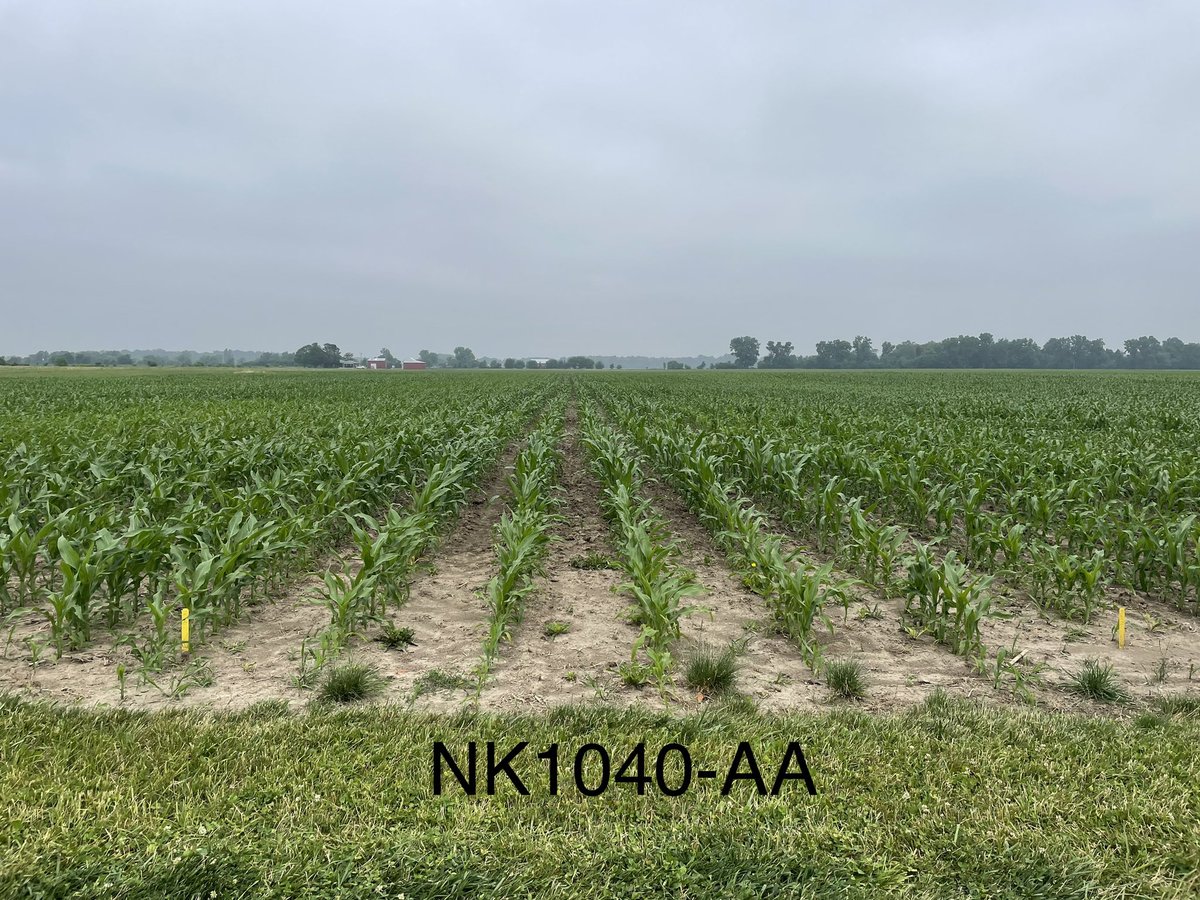 NK1188 and NK1239 shining through the stress at <a href="/agplusinc/">Ag Plus Inc</a> Briggs plot near Columbia City, IN. NK1040 is continuing to look good too. #NKFarmRally <a href="/NKSeeds/">NK Seeds</a> Happy Fourth of July everyone!