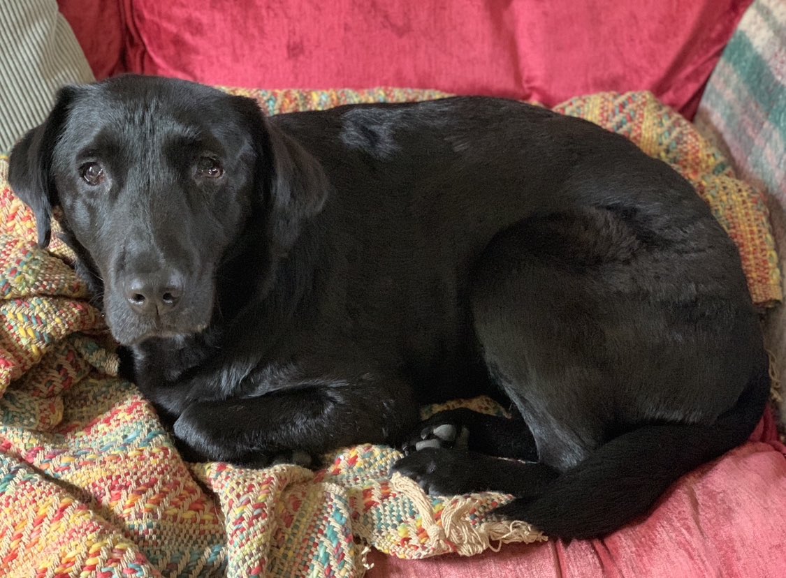 mo_rescue's tweet photo. Pals, I’ve been attacked by a farm dog that was loose and all angry. We’re waiting for the vet to call back, but meantime, should mum wash the wound or keep it dry? She thought about putting Sudocrem on it? Just a small puncture wound but I’m growly when she comes near 😭 https://t.co/F8mzVXq4C9
