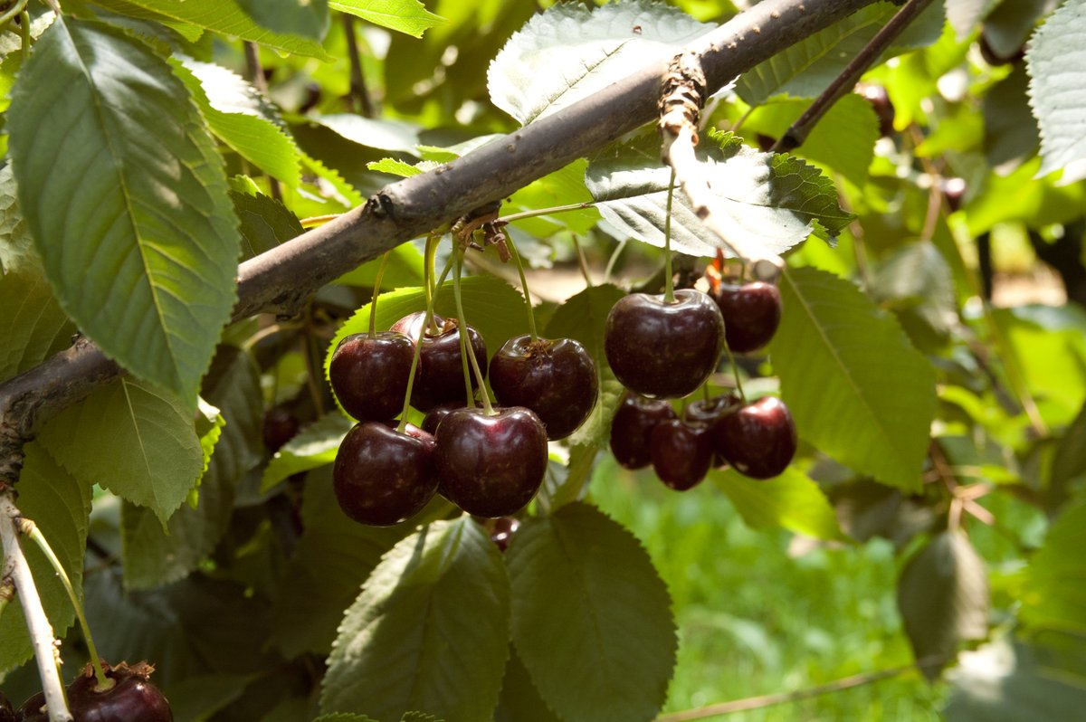 As Zaterdag 1 juli Kersenfestival bij <a href="/HoekstraFruit/">Jan en Joke Hoekstra</a> van 10.00-17.00 gratis entree en rondleidingen in de #kersenboomgaard.  #boerenmarkt op het erf en volop #kersen