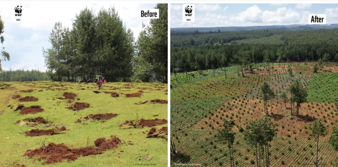 WWF_Kenya's tweet photo. 🌳🙏 Seven years ago, we united to save the Kaptagat Forest, a critical water tower in jeopardy. On the left, you can see the Chepkorio site in 2021, just before the Fifth Annual Kaptagat Tree Planting Edition. On the right, is a drone-captured image of the same place, with a recovering forest characterised by a high survival rate of indigenous tree seedlings. This incredible transformation wouldn't have been possible without your support. Thank you for making a difference! 🌿💚
#JazaMiti #KeepKaptagatBreathing #KeepKenyaBreathing
