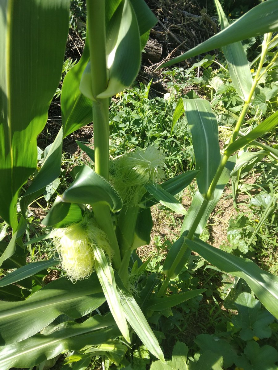 FieldButcher's tweet image. Peaches cream. Heard of it, never tried, but i grew it. Now i cant wait